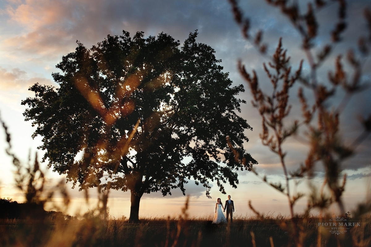 fotografia ślubna zabrze - Drzewo w blasku zachodzącego slońca